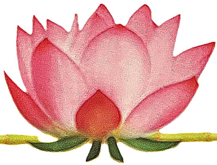 lotus flower